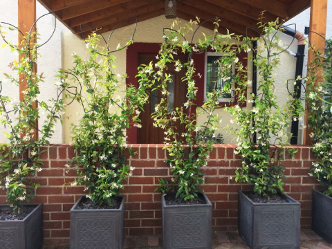 gallery/jasmine trellis front