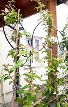 gallery/trellis front bedding in