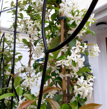 gallery/trellis detail reverse close