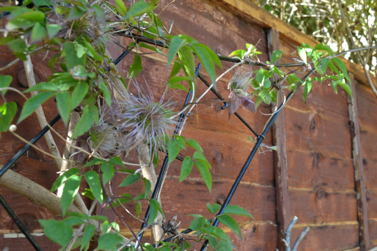 gallery/clematis trellis center wide