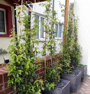 gallery/trellis front side
