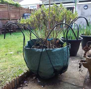 gallery/tulip plant pot whole
