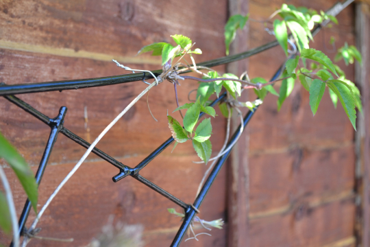 gallery/clematis trellis right detail