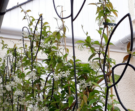 gallery/trellis detail reverse