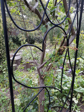 gallery/rose arch side