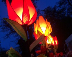 Bottlegreen Tulip Llights