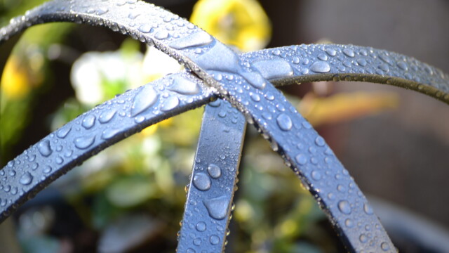 topiary globe topiary globe close up