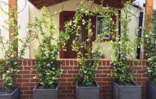 5 pices of trellis together complete with jasmine plant trained on