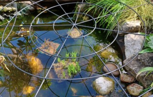 circles in circles pond cover circles in circles pond cover