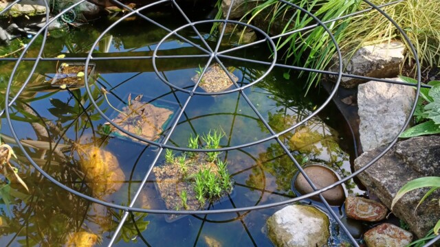 circles in circles pond cover circles in circles pond cover