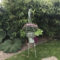 Flamingo from the front