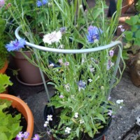 semi circle plant support