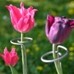 small swirl plant support