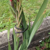tall swirl plant support
